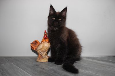 Apollo